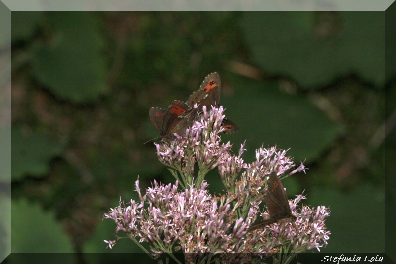 Erebia euryale + ligea?